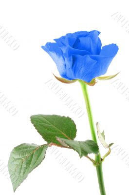 winter rose