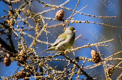 siskin