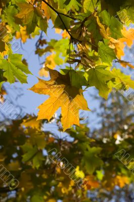 Maple under the sky