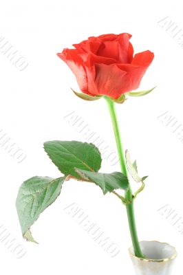 beautiful rose on white (in vase)