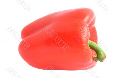 red paprika - pure white background