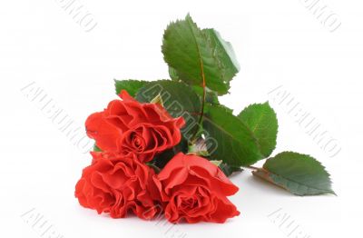 three beautiful red roses on white