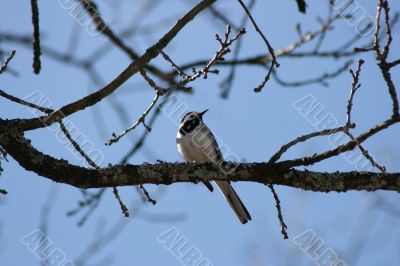 Titmouse bird on leafless tree branch on sky background