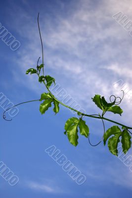 Blue Sky and Passion Fruit Vine