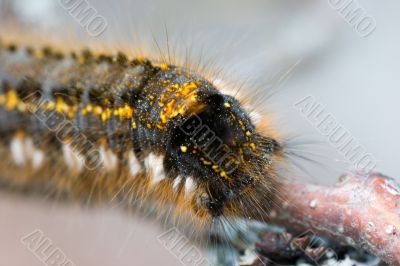 Caterpillar