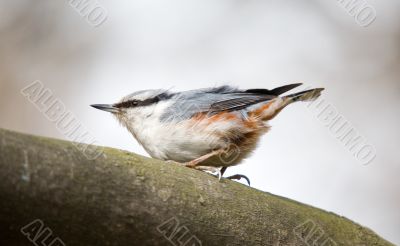 Nuthatch close up