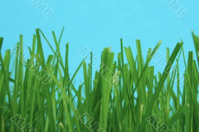 among the grass