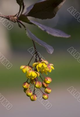Branch of a barberry close-up