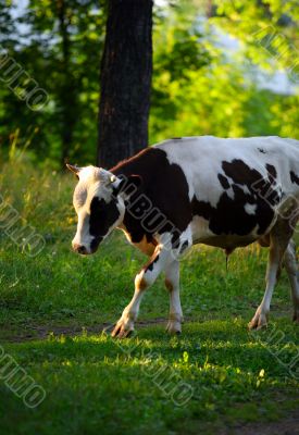 A black-white cow