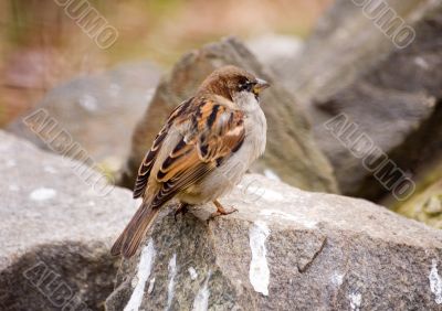 Sparrow on a stone
