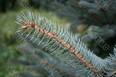 Blue spruce branch