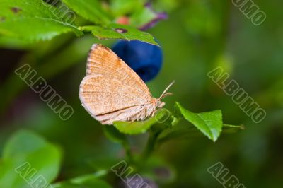 The butterfly and bilberry