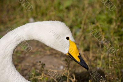 Cygnus bewickii close-up