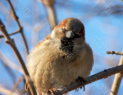 The most severe glance