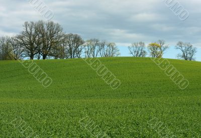 Green grass field with trees under clouds in spring