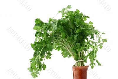 fresh parsley in vase - isolated