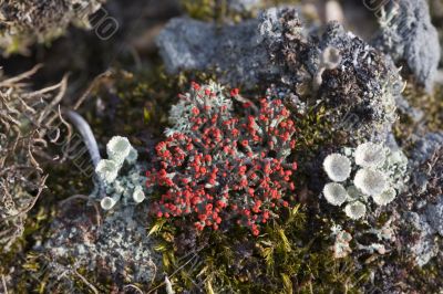 Cladonia coccifera