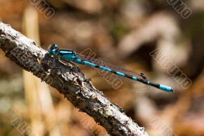 Blue dragonfly on branch