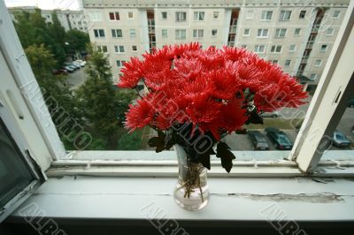 Chrysanthemum bouquet in glass vase on wIndow with house in background