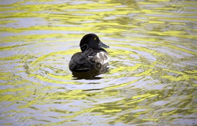 Reiherente in summer water