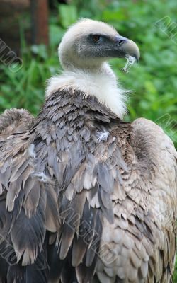 Snowy eagle `gyps himalayensis`