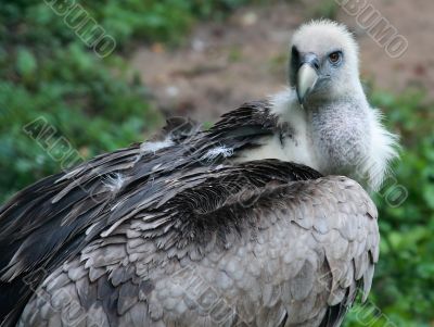 Snowy eagle `gyps himalayensis` 1