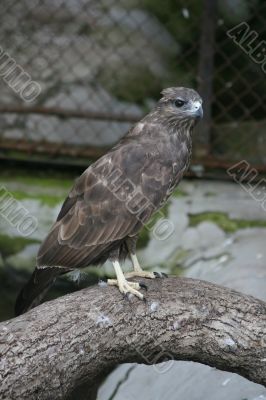 Bird is the falcon Buteo buteo