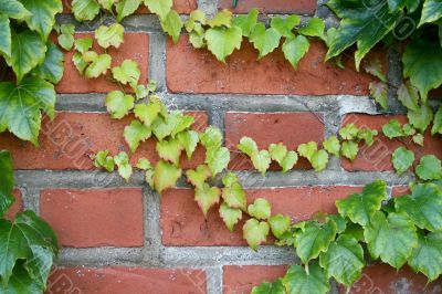 Wall with the grapes 5