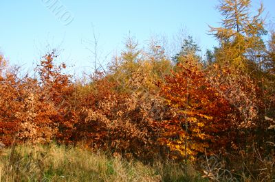 colors of fall