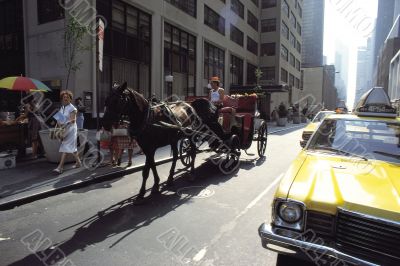 Horse Carriage on Street