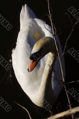 graceful swan graceful swan