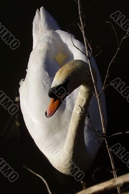 graceful swan