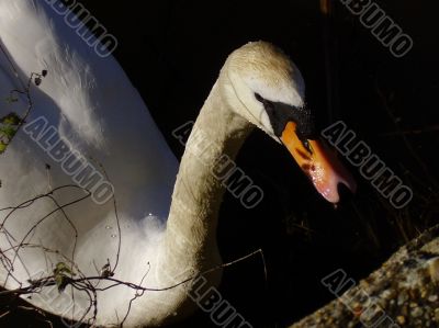 Swan at waters edge