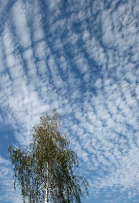 Blue cloudy sky with green birch tree