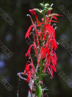 Cardinal Flower