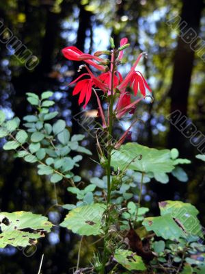 Cardinal Flower