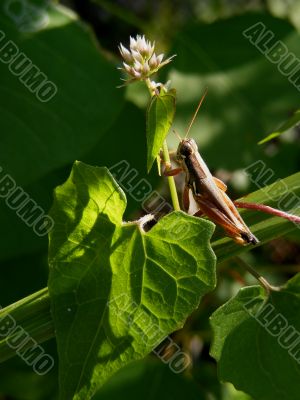 grasshopper