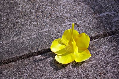 Fallen Fallen