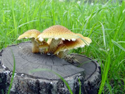 mushrooms growing on the stub