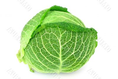cabbage - isolated