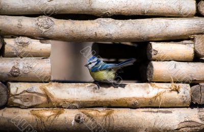 blue tit in a feeding trough