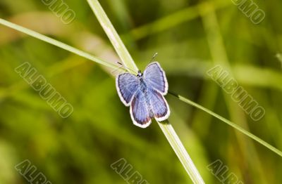 butterfly and geometry