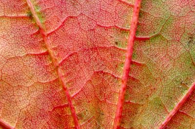 extreme close-up of autumn leaf