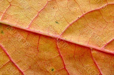 extreme close-up of autumn leaf