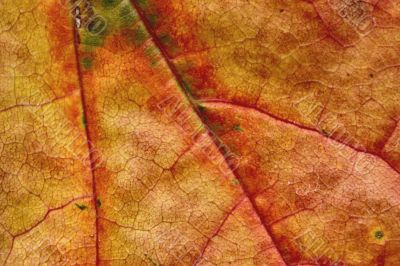 autumn leaf macro