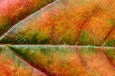 extreme close-up of autumn leaf