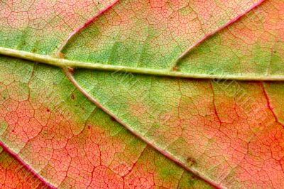 extreme close-up of autumn leaf