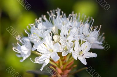 Labrador tea