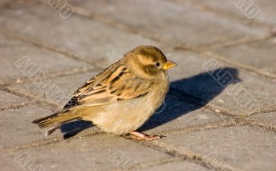Sparrow on sidewalk