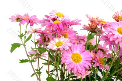 chrysanthemums on white